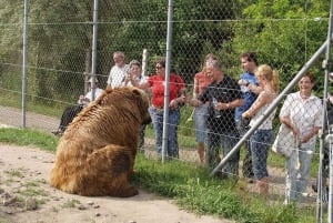 Budapest: Transport & Guided Tour of Bear and Wolf Sanctuary