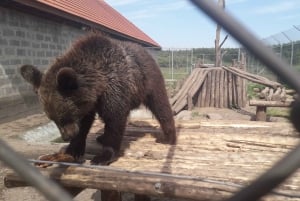 Budapest: Transport & Guided Tour of Bear and Wolf Sanctuary