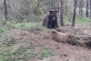 Budapest: Transport & Guided Tour of Bear and Wolf Sanctuary