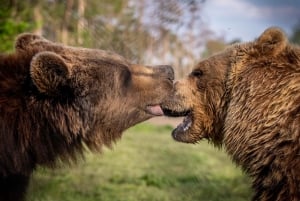 Budapest: Transport & Guided Tour of Bear and Wolf Sanctuary