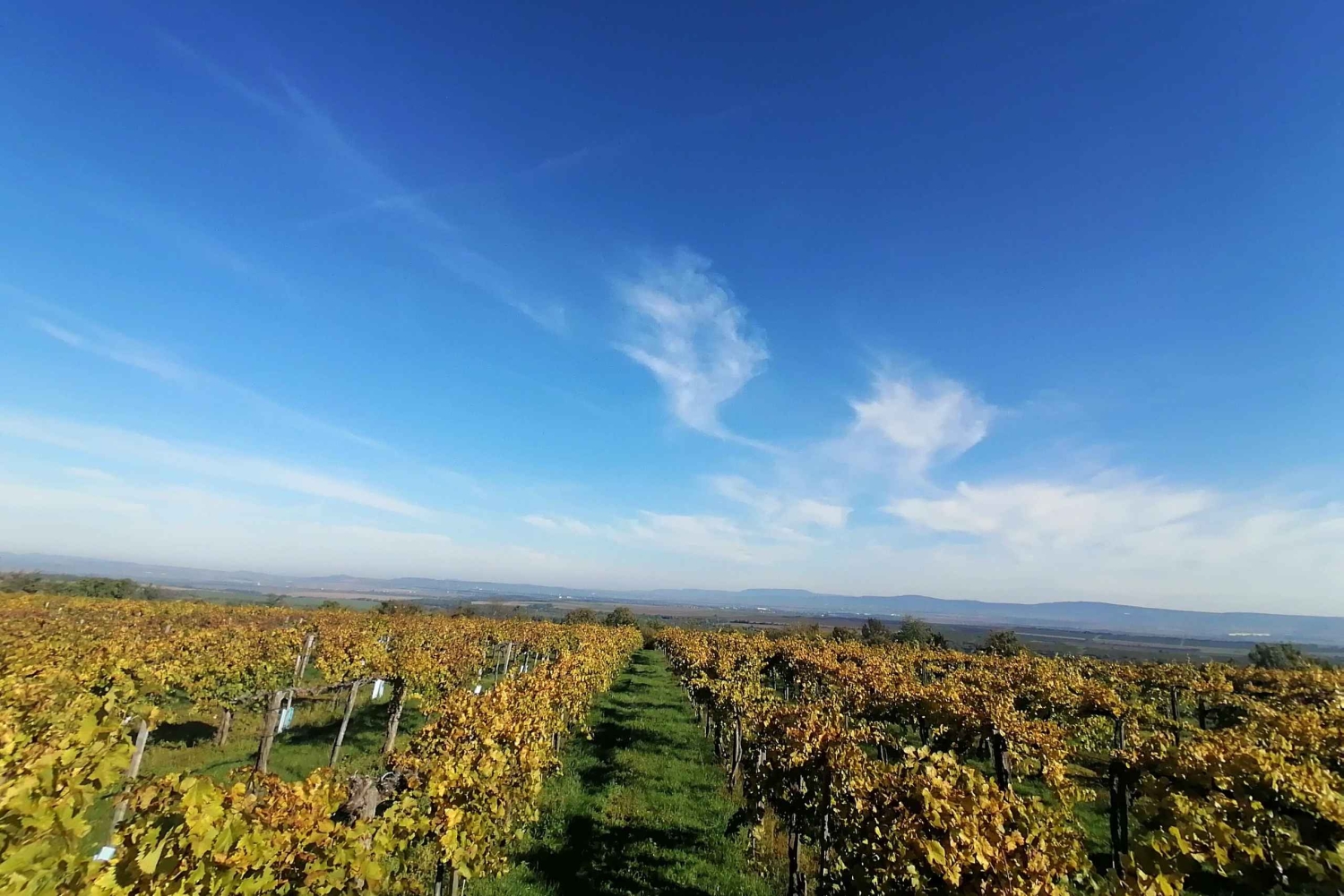 Cerca de Budapest: Cata de vinos en una pequeña y acogedora bodega familiar