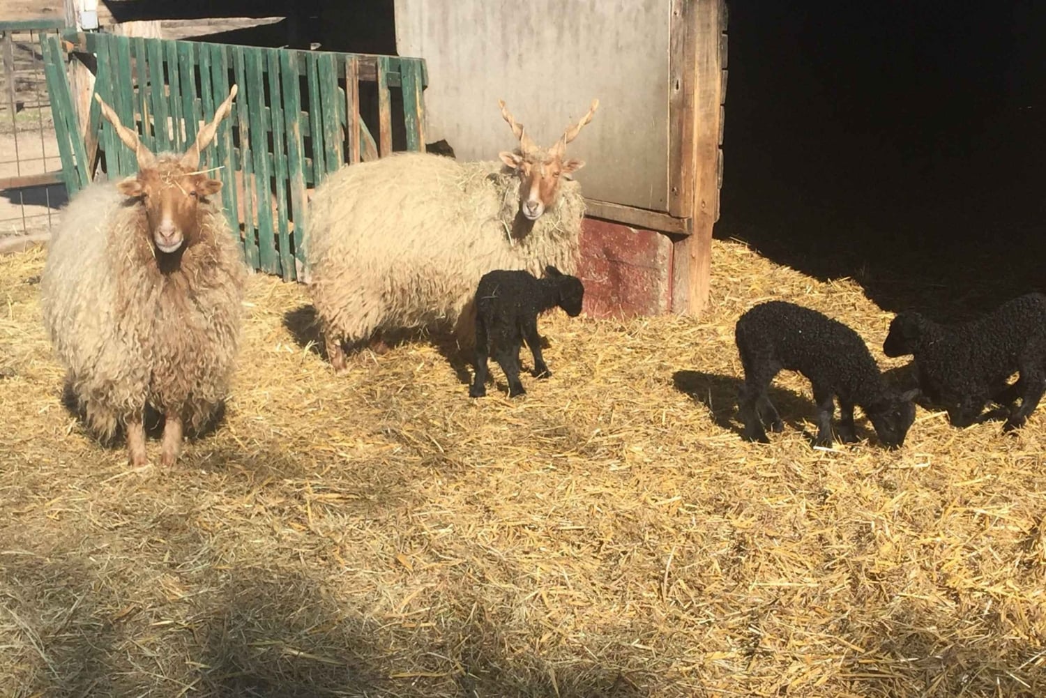 Maatila, hevosnäytös ja lounas