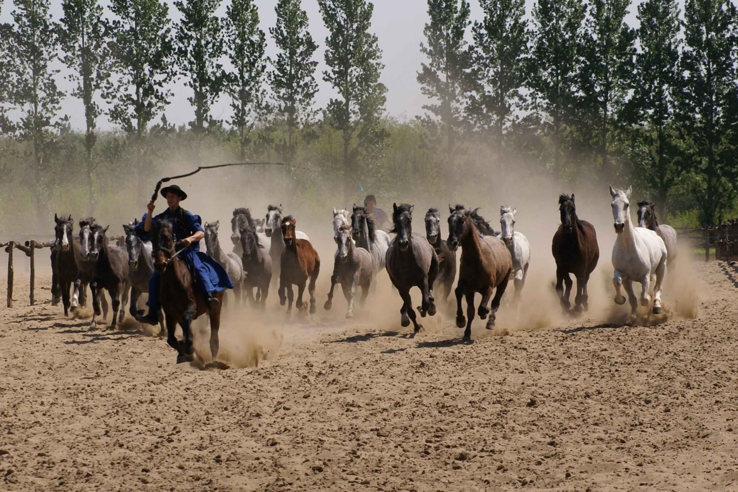 Maatila, hevosnäytös ja lounas