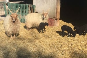 Maatila, hevosnäytös ja lounas