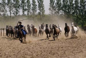 Maatila, hevosnäytös ja lounas