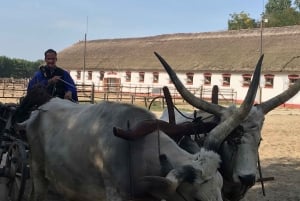 Maatila, hevosnäytös ja lounas