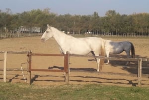 Maatila, hevosnäytös ja lounas