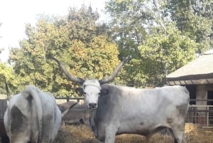 Maatila, hevosnäytös ja lounas