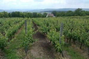 Etyek Village Private 4-Hour Wine Tour from Budapest
