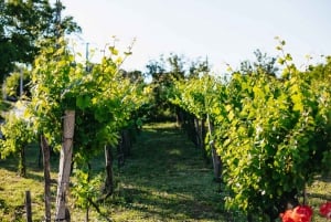 Da Budapest: Tour di degustazione dei vini di Etyek con pasto di 3 portate