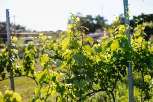 Da Budapest: Tour di degustazione dei vini di Etyek con pasto di 3 portate