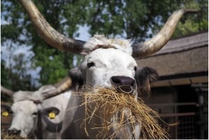 Fra Budapest: Puszta Horse Show og besøg på landet