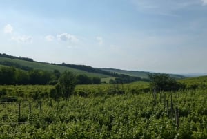 Half-Day Etyek Wine Tour from Budapest with Meal