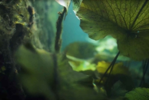 Hévíz wellness-udflugt: Dagsudflugt til termisk sø fra Budapest