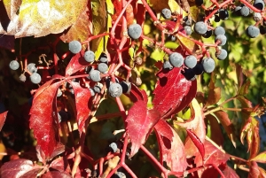 Vandra till andliga platser nära Budapest