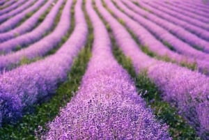 Rondleiding over het Balatonmeer en Herend