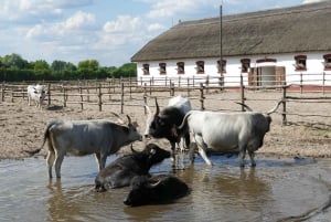 Puszta Tour and Horse Show