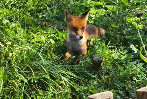 Szentendre, Visegrád och Esztergom – privat tur till Donaus krök