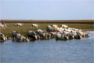 El: Puszta húngara desde Budapest, tour de día completo