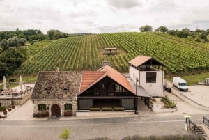 Guided wine tasting at Rókusfalvy Estate