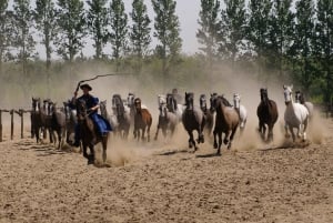 Countryside ranch, horse show & lunch