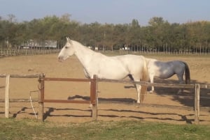 Countryside ranch, horse show & lunch