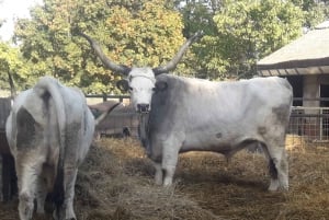 Countryside ranch, horse show & lunch