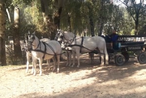 Countryside ranch, horse show & lunch