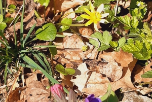 Passeggiata ai santuari spirituali recenti e antichi vicino a Budapest