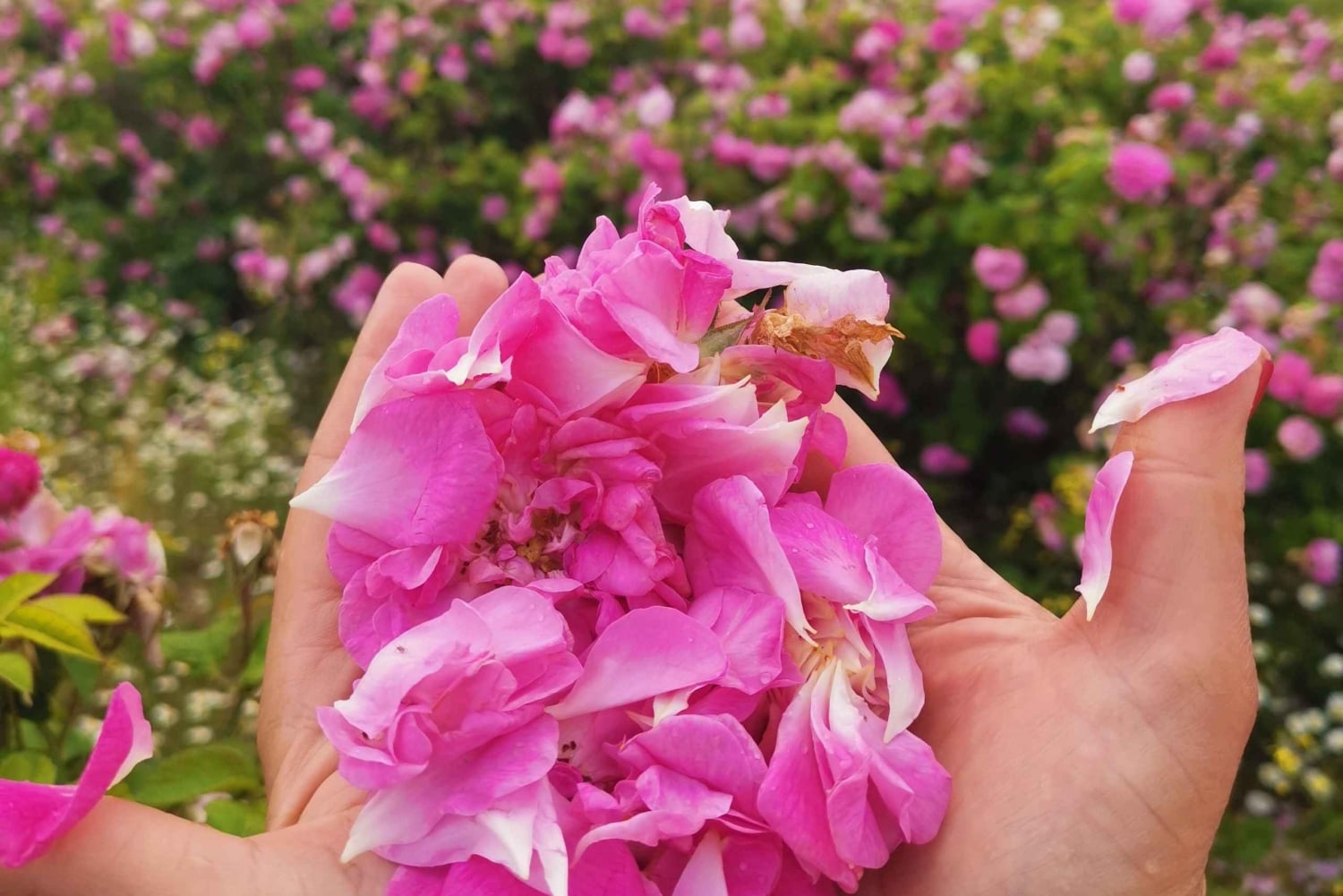 Excursão de grupo ao Festival das Rosas de Kazanlak 2026