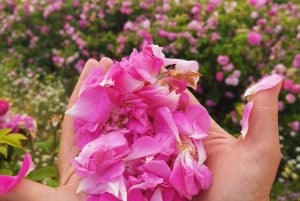 Excursão de grupo ao Festival das Rosas de Kazanlak 2026