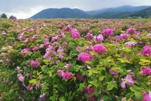Excursão de grupo ao Festival das Rosas de Kazanlak 2026