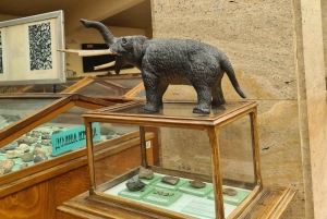 Audioguide til museumspalæontologi og historisk geologi