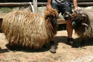 Bansko: Rare Bulgarian Pets Experience