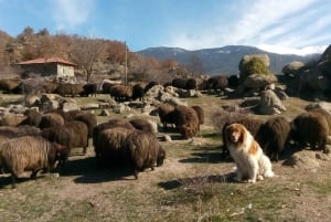 Bansko: Rare Bulgarian Pets Experience