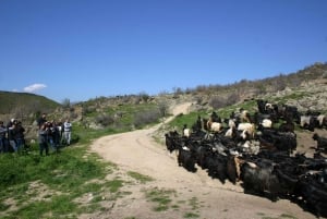 Bansko: Rare Bulgarian Pets Experience