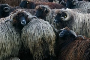 Bansko: Rare Bulgarian Pets Experience