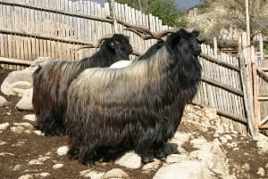 Bansko: Rare Bulgarian Pets Experience