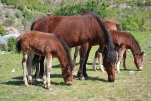 Bansko: Rare Bulgarian Pets Experience
