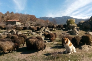 Bansko: Rare Bulgarian Pets Experience