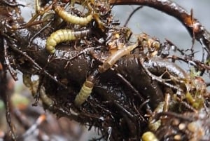 Bulgarien: Geführte Fliegenfisch-Tagestour