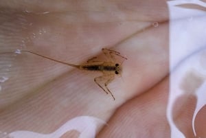 Bulgarien: Geführte Fliegenfisch-Tagestour