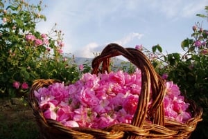 Dagstur til Rosendalen - gammelt rosendestilleri og rosenåkre
