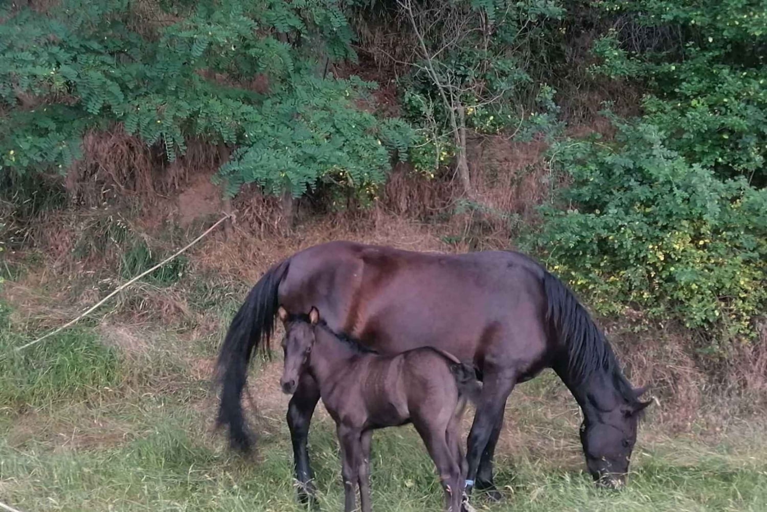 Tagestour: Rila-Kloster & Ivan Rilski-Höhle – Kleine Gruppe