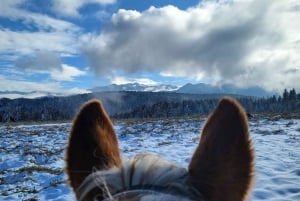 From Borovets: Horse Riding Experience