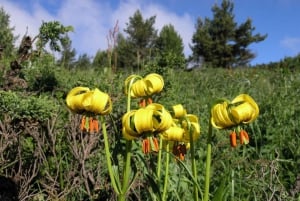 Randonnée d'une journée complète à Vitosha et au sommet de Cherni Vruh