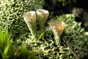 ヴィトシャ山とチェルニ・ヴルー山の終日ハイキングツアー