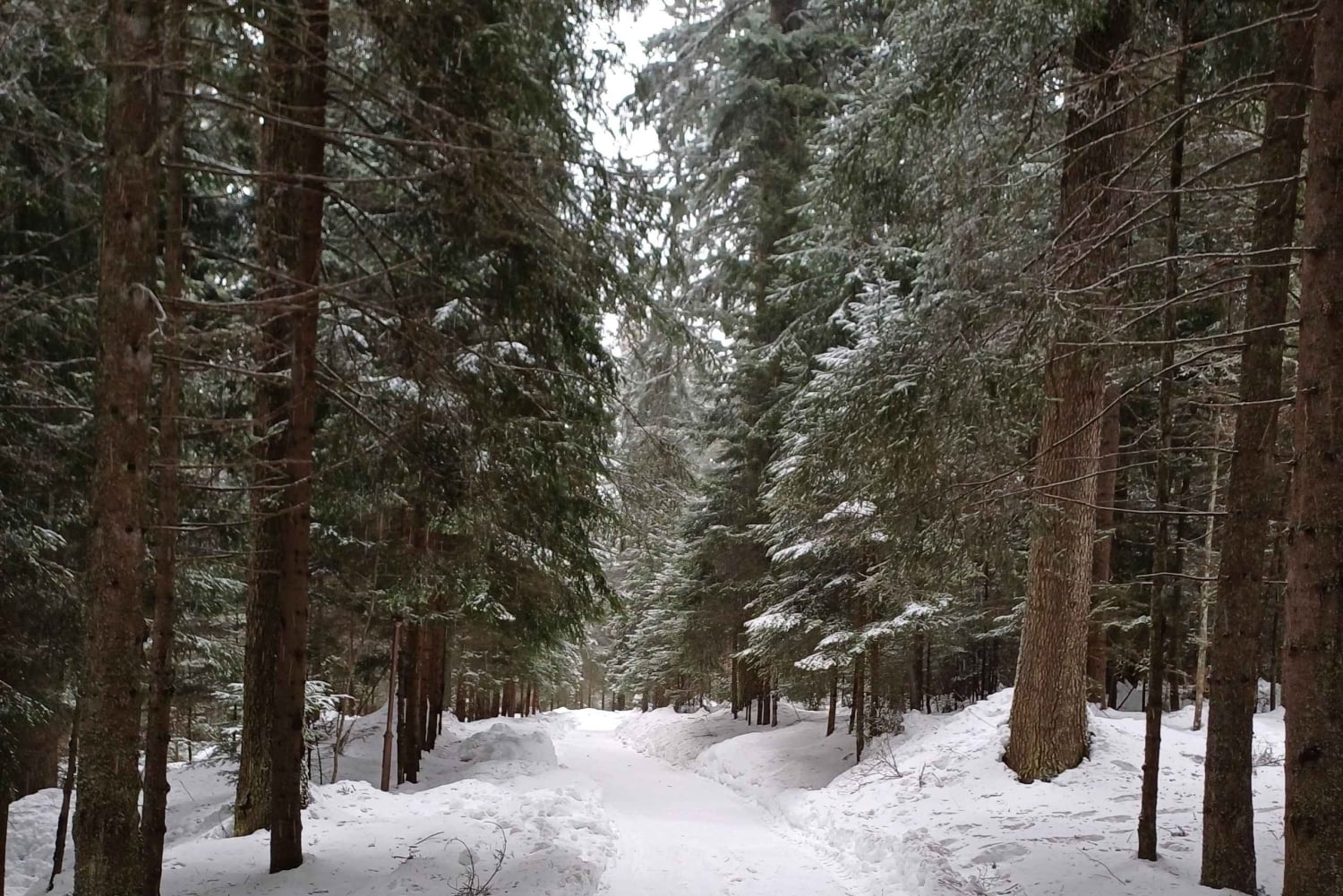 Vaellus ja kelkkailu Borovetsissa ja vierailu kuninkaalliseen Bistritsa-palatsiin