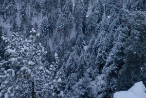 Vandretur og slæde i Borovets og besøg på det kongelige Bistritsa-palads