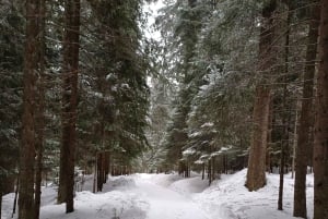 Vaellus ja kelkkailu Borovetsissa ja vierailu kuninkaalliseen Bistritsa-palatsiin